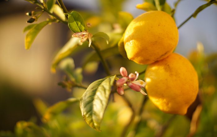linea limone della Riviera del Lago di Garda , cosmesi naturale